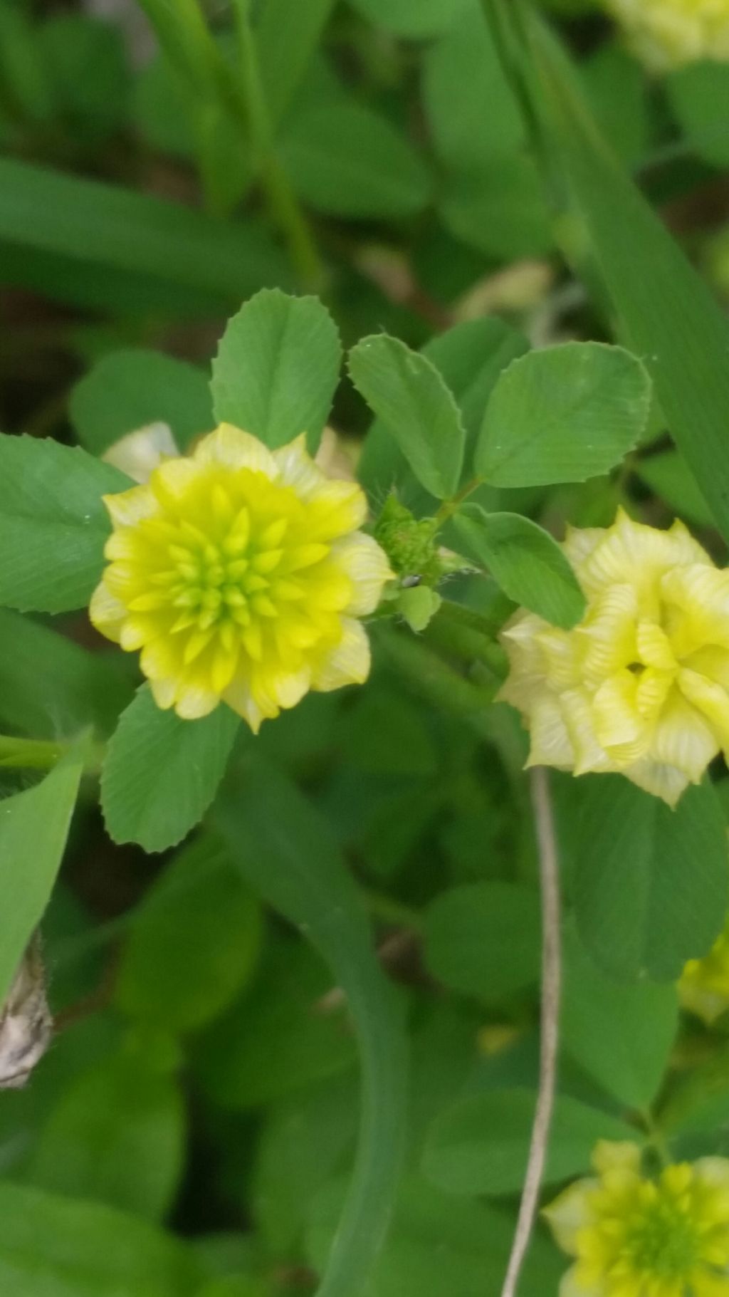 Trifolium campestre  (Fabaceae)